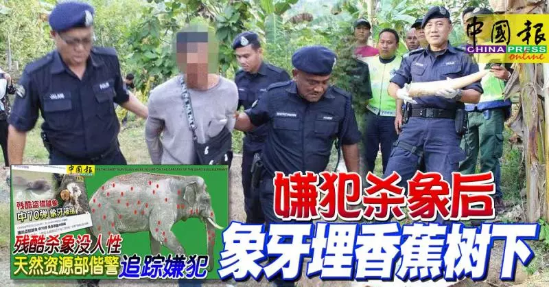 ◤70彈殺雄象◢ 嫌犯殺象後 象牙埋香蕉樹下