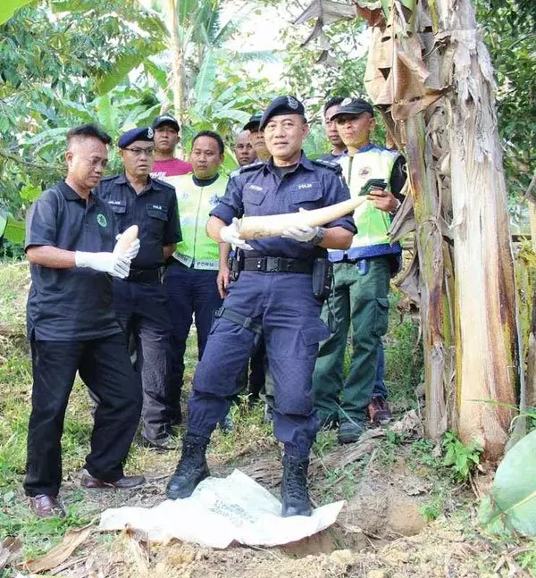 ◤70彈殺雄象◢ 嫌犯殺象後 象牙埋香蕉樹下
