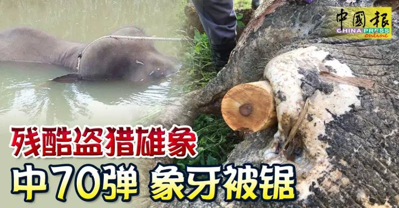 ◤70彈殺雄象◢ 嫌犯殺象後 象牙埋香蕉樹下