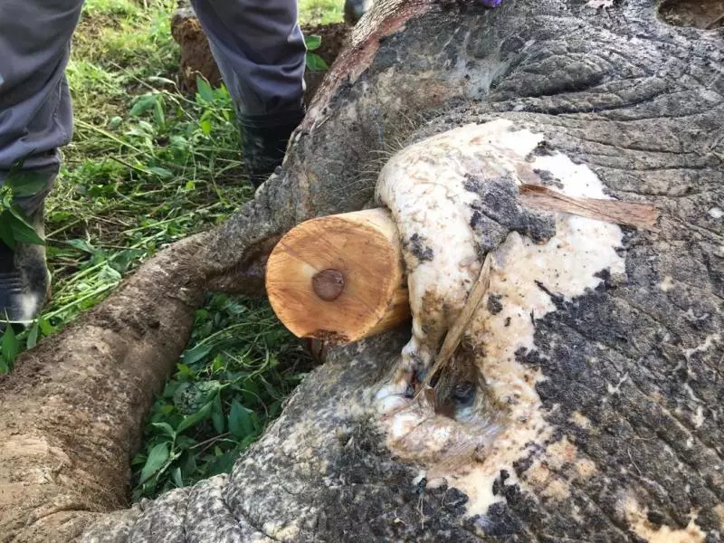 ◤70彈殺雄象◢ 嫌犯殺象後 象牙埋香蕉樹下