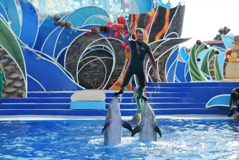 不想鯨魚、海豚再受苦 全球最大旅遊平台「宣布停售海洋世界門票」