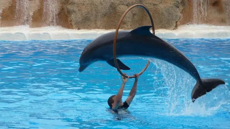 不想鯨魚、海豚再受苦 全球最大旅遊平台「宣布停售海洋世界門票」