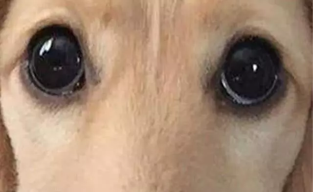 心理測試:第一眼哪一隻才是狗眼?測你找對象時,眼光準不準
