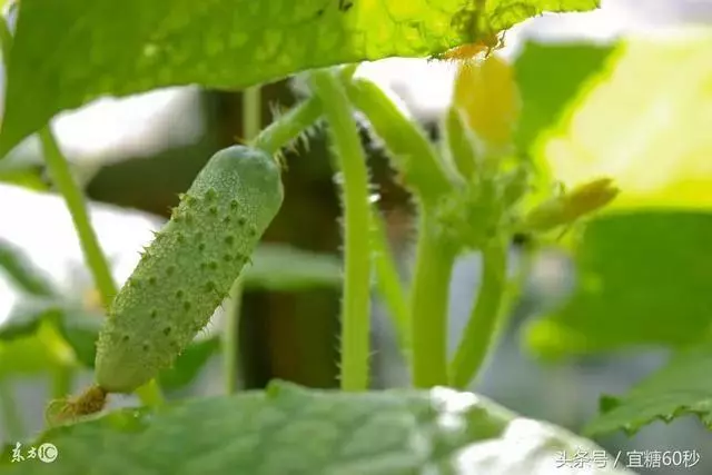 糖尿病高血壓,常吃這5種菜防治效果好 !