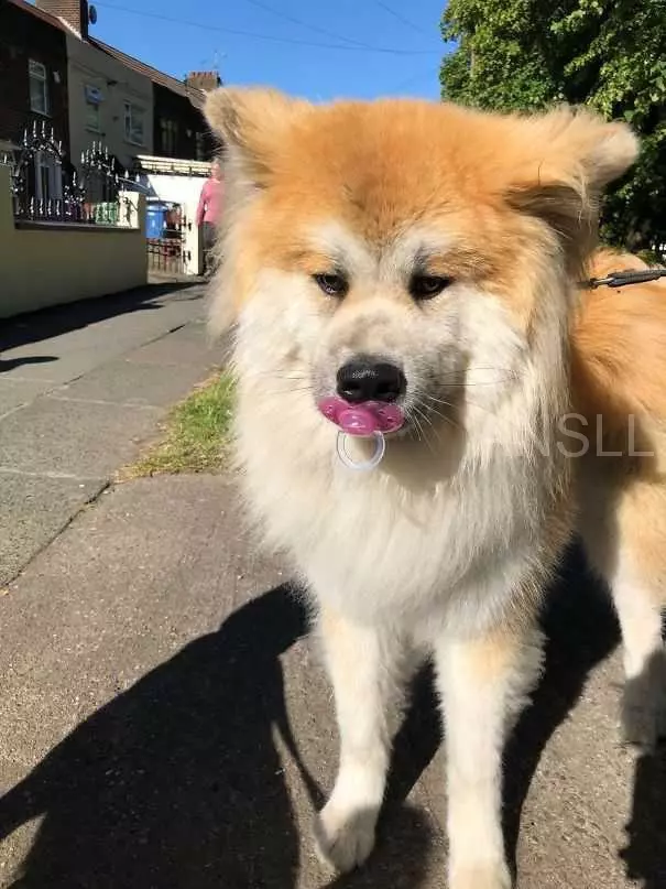 看著挺可愛的狗狗們,它們有時候的怪異舉動會讓你哭笑不得!
