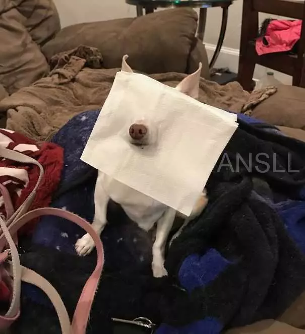 看著挺可愛的狗狗們,它們有時候的怪異舉動會讓你哭笑不得!