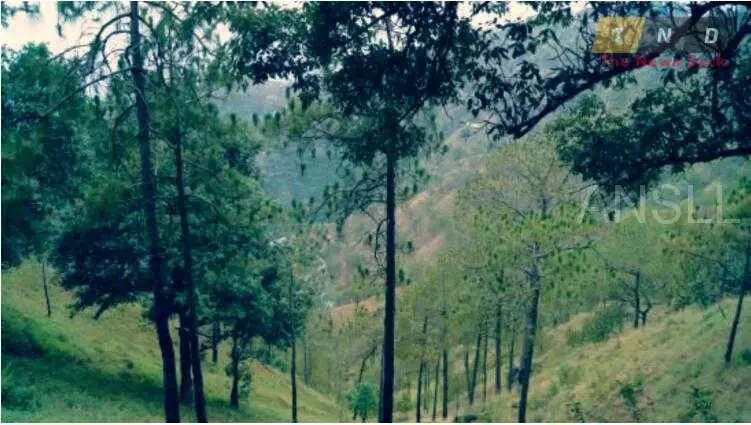 印度「Uttarakhand樹人」,在他的一生之中為家鄉種植了超過500萬棵 !
