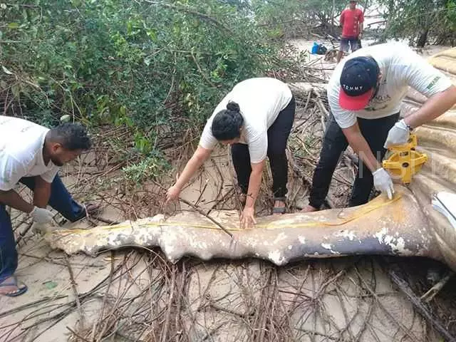 科學家在亞馬遜叢林發現了一具座頭鯨的屍體,目前是無法解釋的謎題!