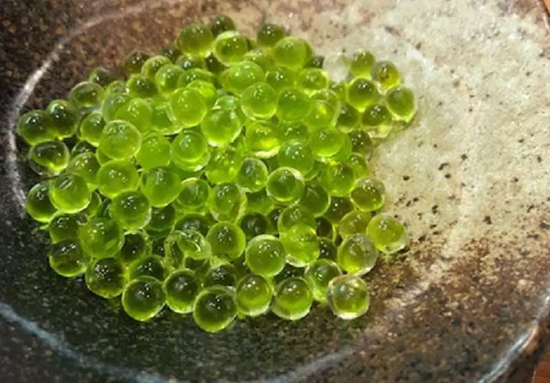 日本有一種用芥末做成的「綠色魚子醬」,火爆的不像話!
