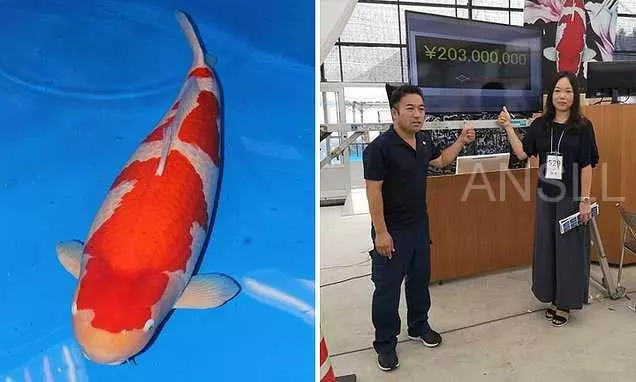 世界上身價最高的活魚,競拍價格高達1240萬元人民幣 !