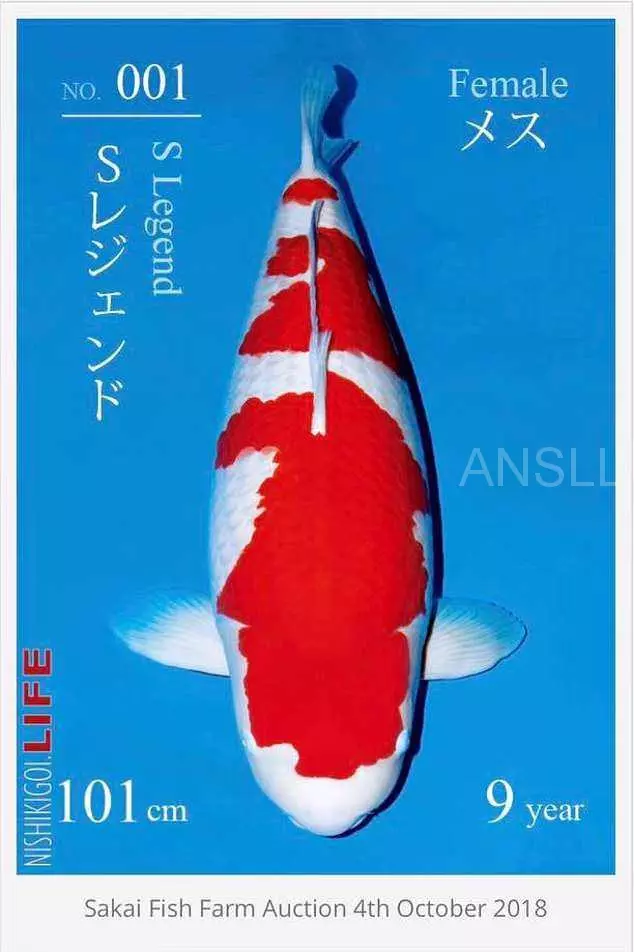 世界上身價最高的活魚,競拍價格高達1240萬元人民幣 !