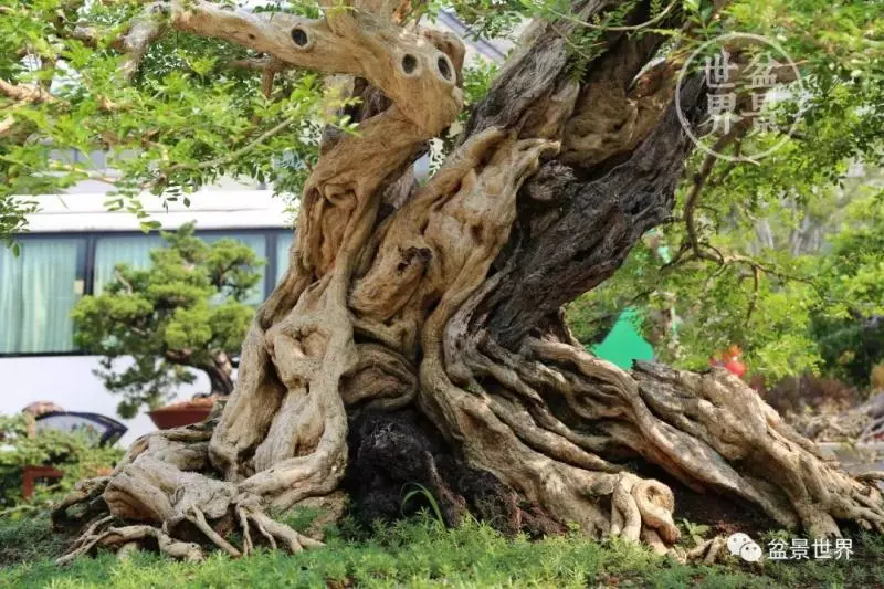 280萬!成交!百萬成交的盆景你還知多少?