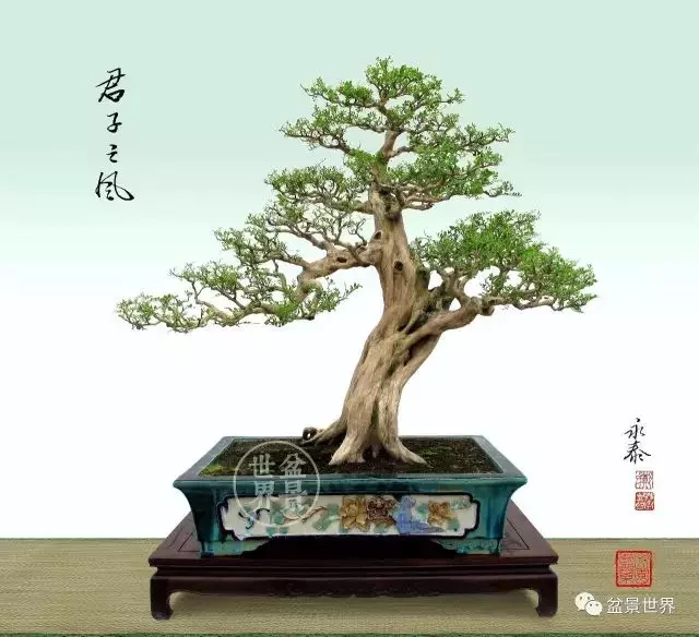 280萬!成交!百萬成交的盆景你還知多少?