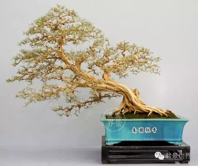 280萬!成交!百萬成交的盆景你還知多少?