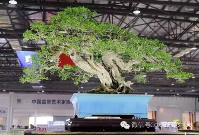 280萬!成交!百萬成交的盆景你還知多少?