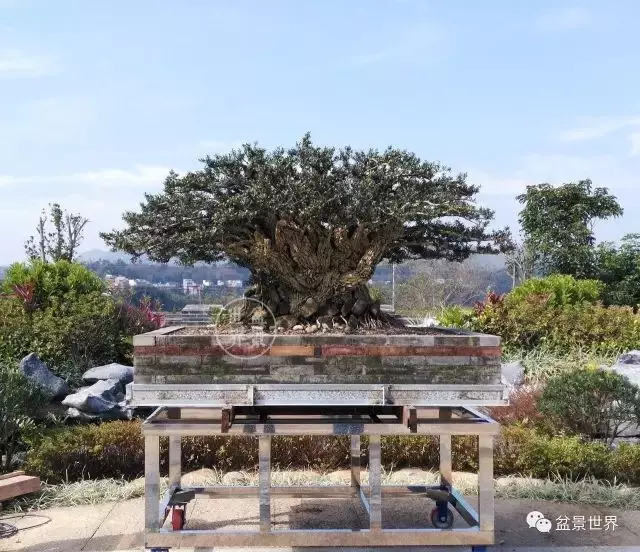 280萬!成交!百萬成交的盆景你還知多少?