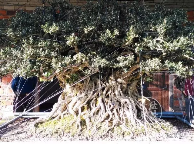 280萬!成交!百萬成交的盆景你還知多少?