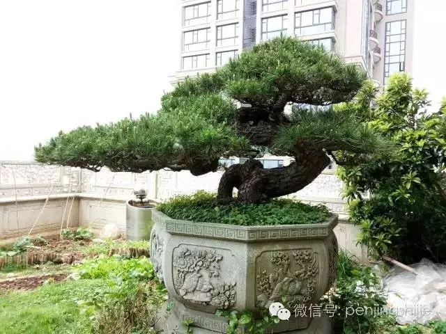 280萬!成交!百萬成交的盆景你還知多少?