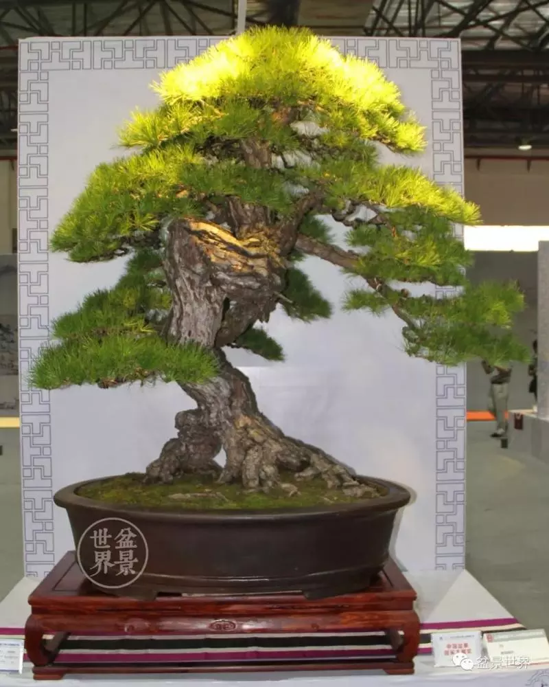 280萬!成交!百萬成交的盆景你還知多少?