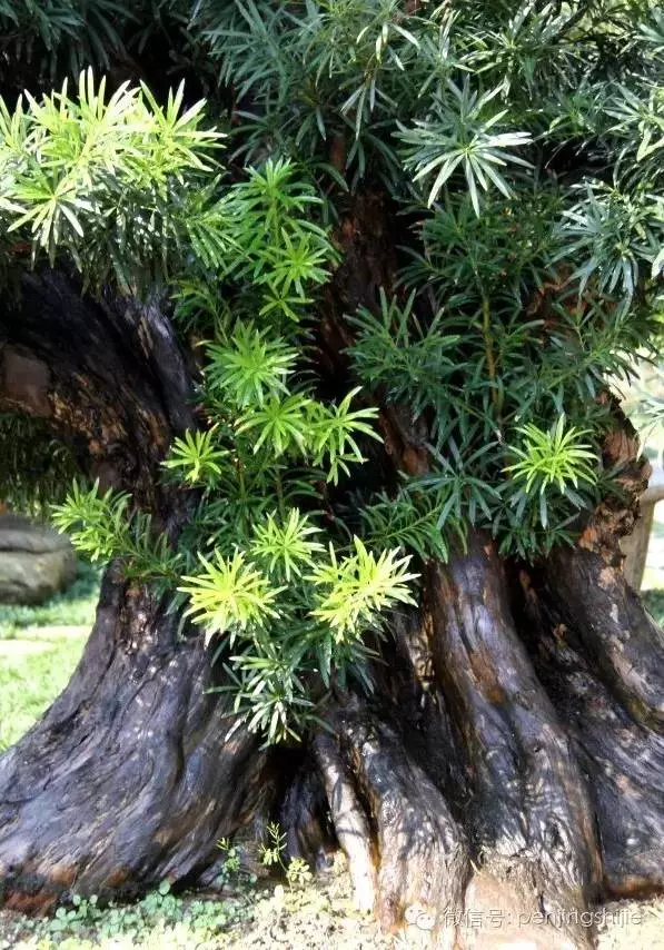 280萬!成交!百萬成交的盆景你還知多少?