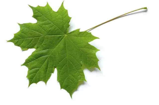 心理測試:選擇一片你喜歡的樹葉?測試你天生有什麼優點!