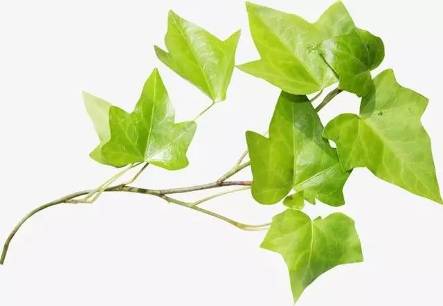 心理測試:選擇一片你喜歡的樹葉?測試你天生有什麼優點!