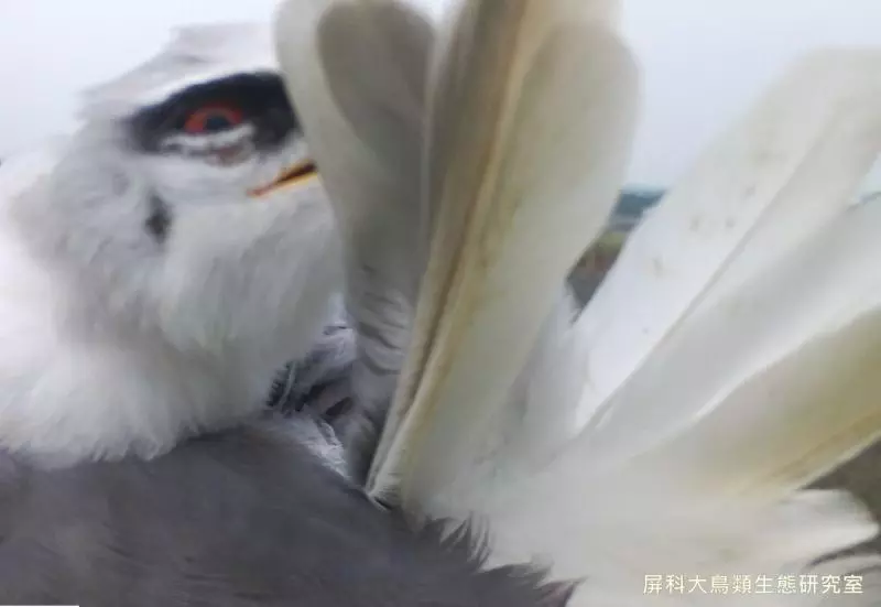 架相機拍生態…反被老鷹亂入自拍! 傻萌表情網笑翻:梗圖比賽開始囉~