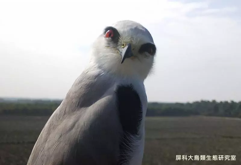 架相機拍生態…反被老鷹亂入自拍! 傻萌表情網笑翻:梗圖比賽開始囉~