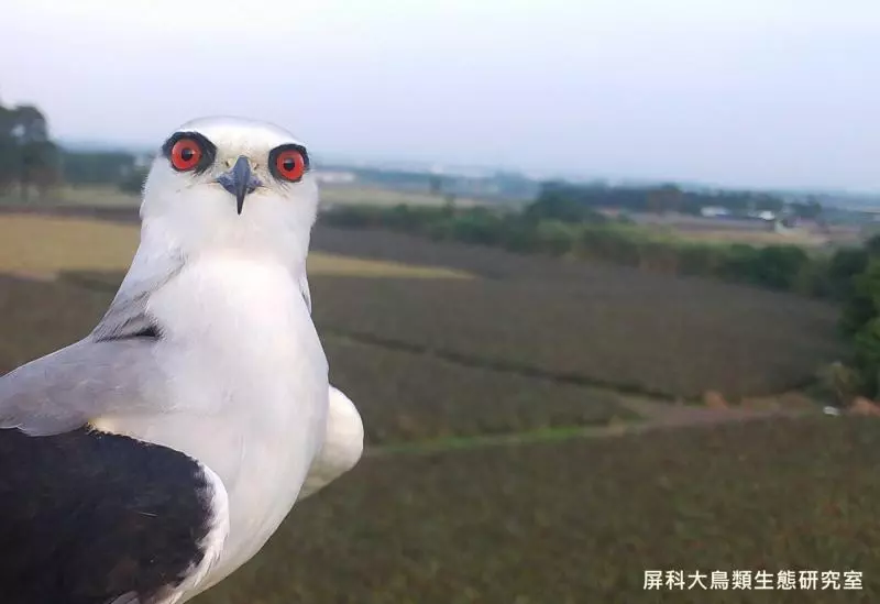 架相機拍生態…反被老鷹亂入自拍! 傻萌表情網笑翻:梗圖比賽開始囉~