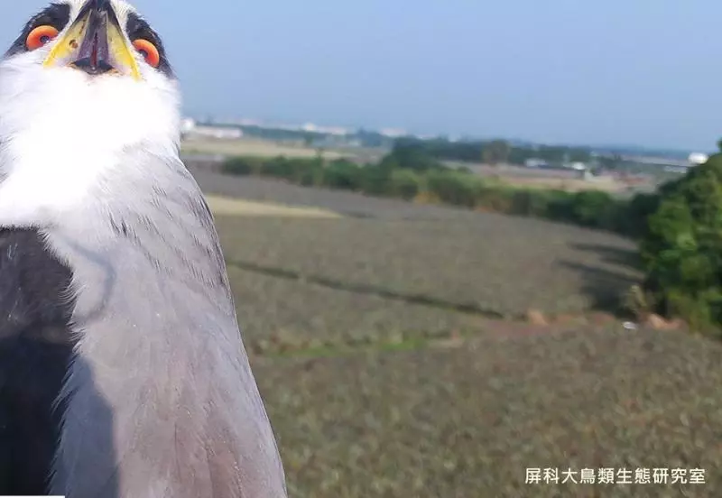 架相機拍生態…反被老鷹亂入自拍! 傻萌表情網笑翻:梗圖比賽開始囉~