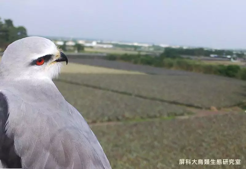 架相機拍生態…反被老鷹亂入自拍! 傻萌表情網笑翻:梗圖比賽開始囉~