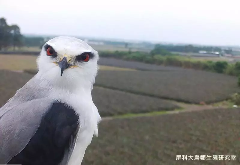 架相機拍生態…反被老鷹亂入自拍! 傻萌表情網笑翻:梗圖比賽開始囉~