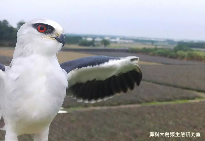 架相機拍生態…反被老鷹亂入自拍! 傻萌表情網笑翻:梗圖比賽開始囉~