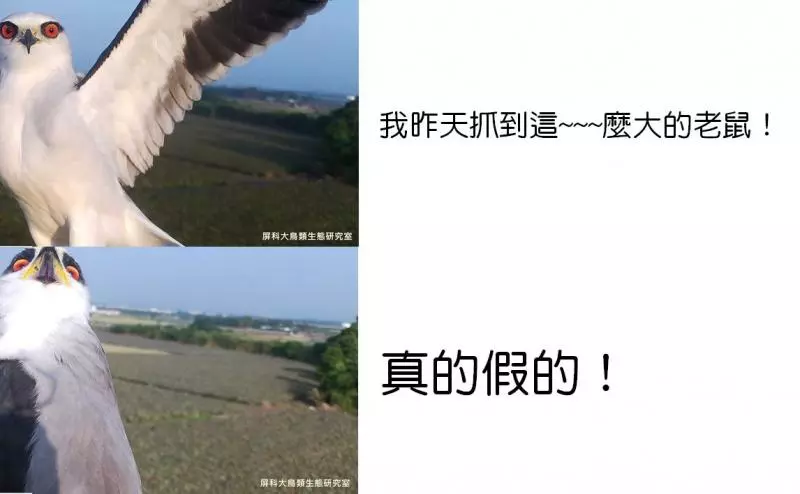 架相機拍生態…反被老鷹亂入自拍! 傻萌表情網笑翻:梗圖比賽開始囉~
