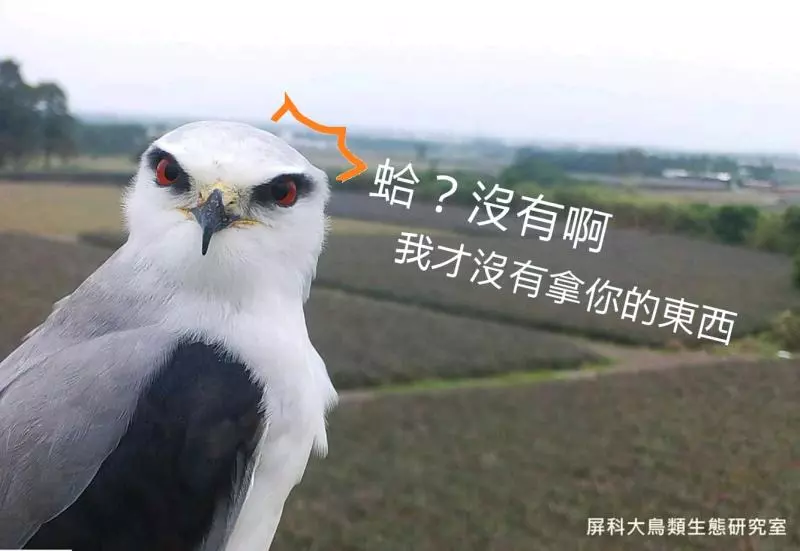 架相機拍生態…反被老鷹亂入自拍! 傻萌表情網笑翻:梗圖比賽開始囉~