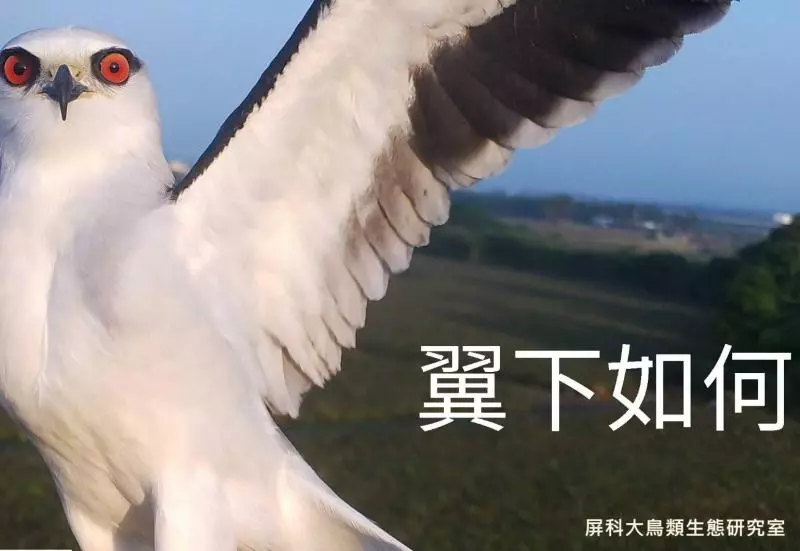 架相機拍生態…反被老鷹亂入自拍! 傻萌表情網笑翻:梗圖比賽開始囉~