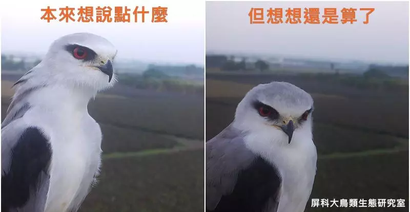 架相機拍生態…反被老鷹亂入自拍! 傻萌表情網笑翻:梗圖比賽開始囉~
