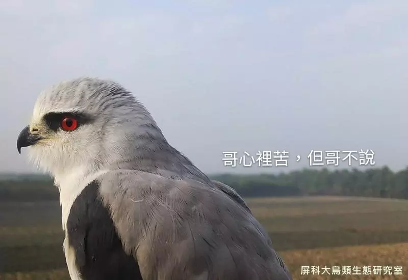 架相機拍生態…反被老鷹亂入自拍! 傻萌表情網笑翻:梗圖比賽開始囉~