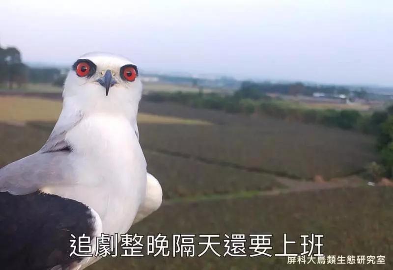 架相機拍生態…反被老鷹亂入自拍! 傻萌表情網笑翻:梗圖比賽開始囉~