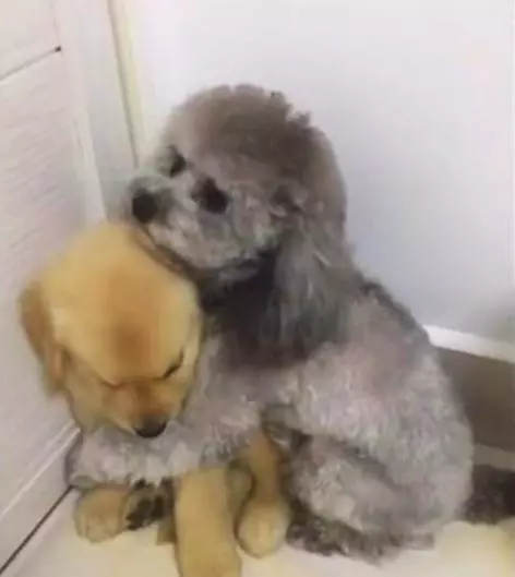「迷你金」做錯低頭怕責備 貴賓犬哥哥一把摟住:你要罵就罵我好了!