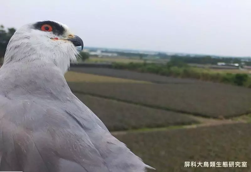 架相機拍生態…反被老鷹亂入自拍! 傻萌表情網笑翻:梗圖比賽開始囉~