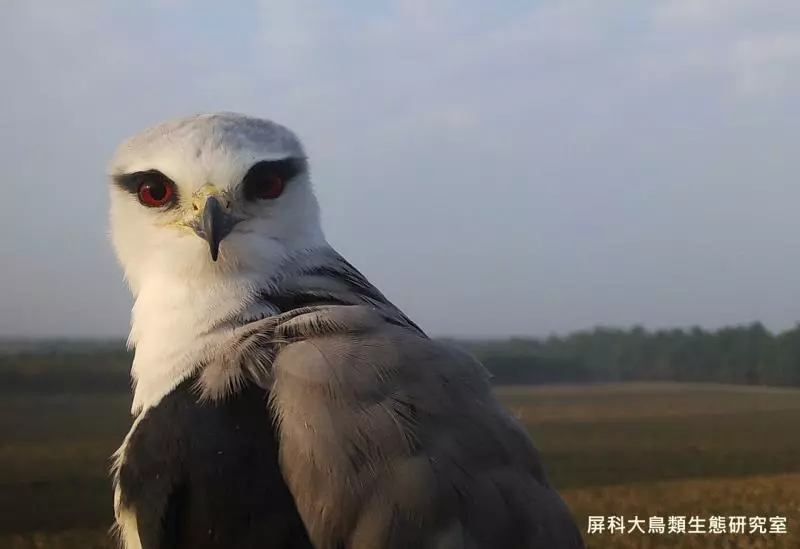 架相機拍生態…反被老鷹亂入自拍! 傻萌表情網笑翻:梗圖比賽開始囉~