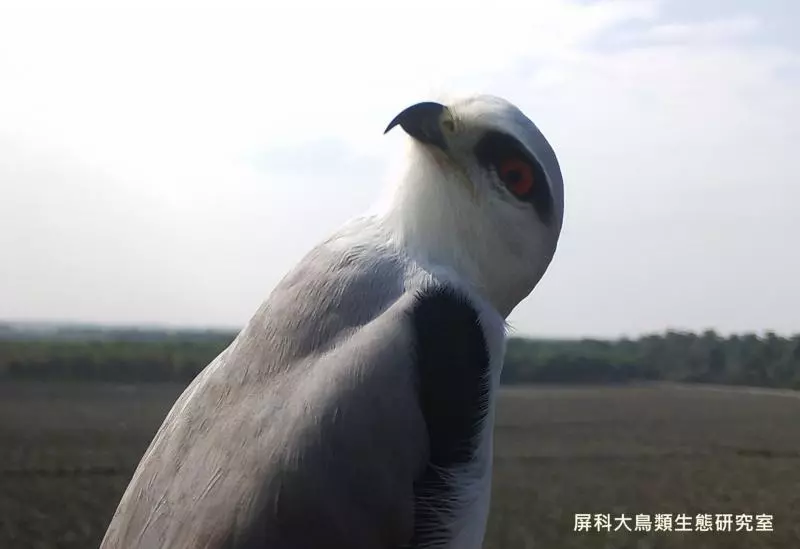 架相機拍生態…反被老鷹亂入自拍! 傻萌表情網笑翻:梗圖比賽開始囉~