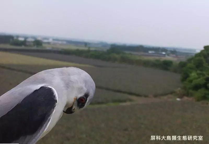 架相機拍生態…反被老鷹亂入自拍! 傻萌表情網笑翻:梗圖比賽開始囉~