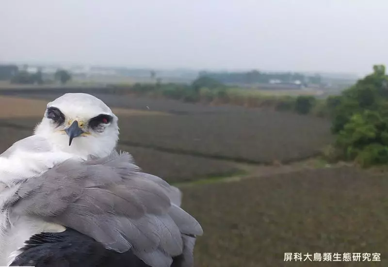 架相機拍生態…反被老鷹亂入自拍! 傻萌表情網笑翻:梗圖比賽開始囉~