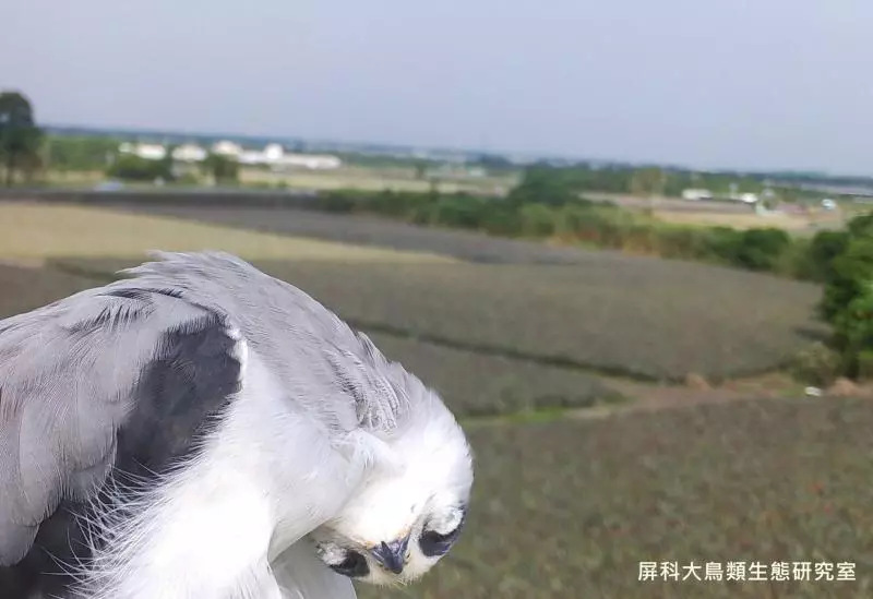 架相機拍生態…反被老鷹亂入自拍! 傻萌表情網笑翻:梗圖比賽開始囉~