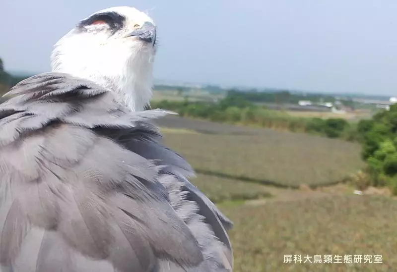 架相機拍生態…反被老鷹亂入自拍! 傻萌表情網笑翻:梗圖比賽開始囉~