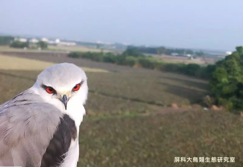 架相機拍生態…反被老鷹亂入自拍! 傻萌表情網笑翻:梗圖比賽開始囉~