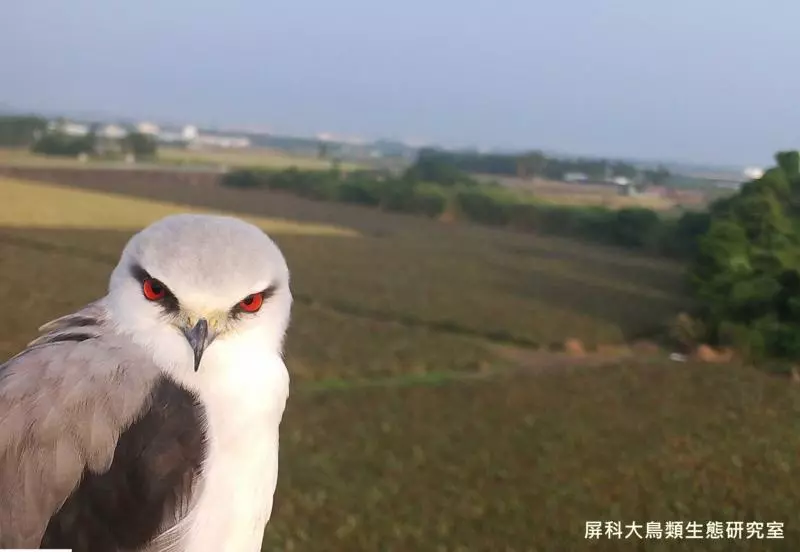 架相機拍生態…反被老鷹亂入自拍! 傻萌表情網笑翻:梗圖比賽開始囉~