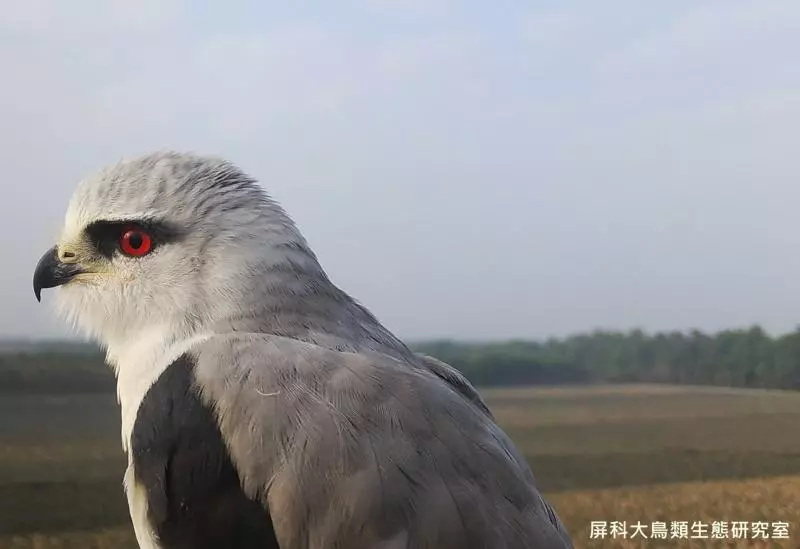 架相機拍生態…反被老鷹亂入自拍! 傻萌表情網笑翻:梗圖比賽開始囉~